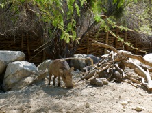 warthog family