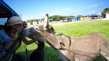 st kitts donkey kissing travelnerdplans