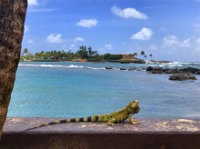 caribe iguana