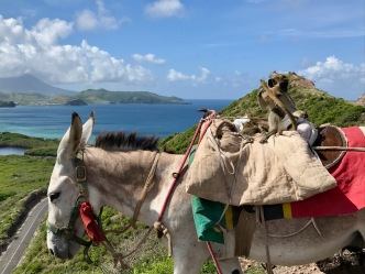 st kitts timothy hill and a donkey