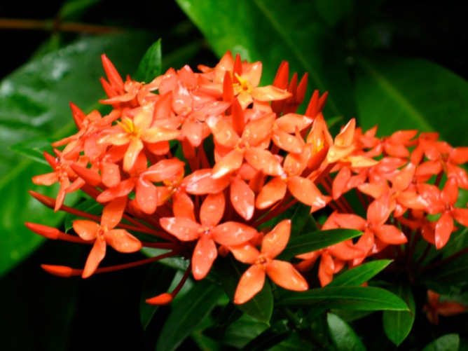 st lucia flowers